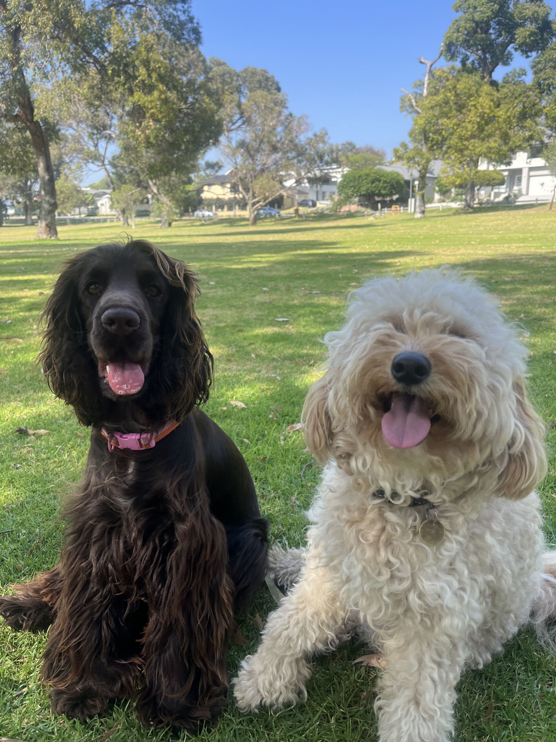 Karrinyup ODDLES